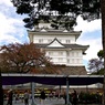 第72回小田原城菊花展開催➁
