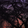 古武士の桜-紫橙