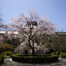 京都府庁旧本館しだれ桜
