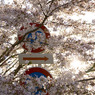 サクラ40km