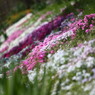 芝桜