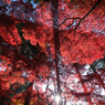 紅華乱