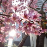 室町に桜咲く