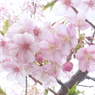 鴻巣の河津桜