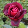 濃い色の薔薇