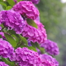 東京・飛鳥山の紫陽花