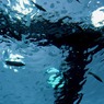 水面を仰ぐ