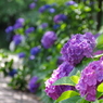 藤棚で咲く紫陽花