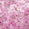 清雲寺の八重枝垂桜