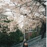 桜下の乙女
