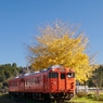 小湊鉄道　イチョウとキハ40！