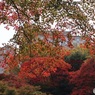 紅葉を見に行った