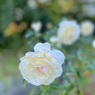 IMG_2920