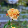 IMG_2928