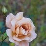 P1040852