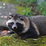 置物にどうぞ