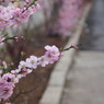 春の花々（Ⅰ）