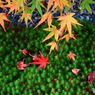 色づくモミジと落ち葉と苔と