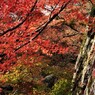 津和野城跡の紅葉　Ⅱ