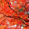 大國寺の紅葉～広角～ⅲ