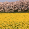 2011権現堂・幸手