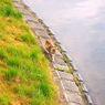 春　ねこ　さんぽ