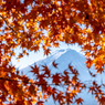 紅葉と富士山