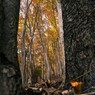 木の間から紅葉を覗き見る