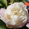 山茶花のつぼみ