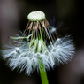 花：IMGP8136
