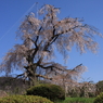 円山公園　枝垂桜