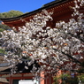 上賀茂神社　楼門