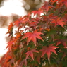 好古園　　紅葉