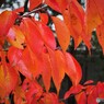 陸奥で見た紅葉