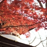 吉野山の秋