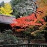 室生寺の紅葉　Ⅱ