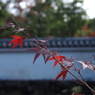 好古園　紅葉