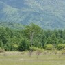 小田代ヶ原の新緑
