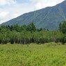 白樺の新緑