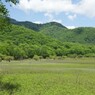 小田代ヶ原の新緑２