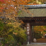 国宝長寿寺。期待の紅葉トンネルへ