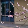 写真歌：秋桜