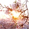 夕日桜