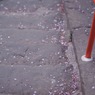 桜階段