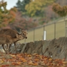 good morning deers!