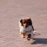 2009_02_08_0325