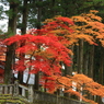 晩秋の神社