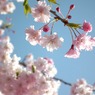 八重枝垂れ桜