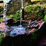 落ち葉の中の『長寿の水』