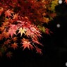 細川庭ーひごあかりー⑦